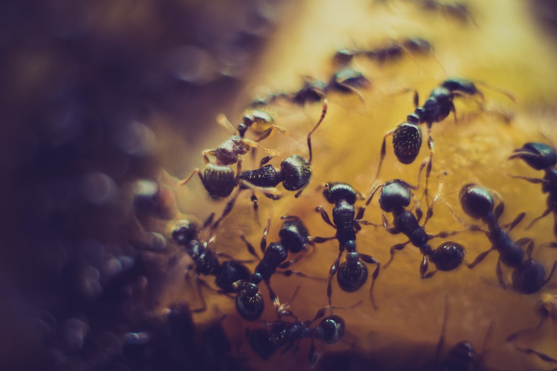 Premiere Pest Patrol in Edmonton can help you address Ant infestations