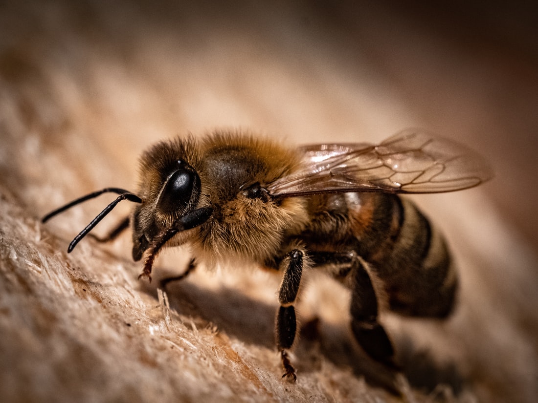 Premiere Pest Patrol in Edmonton can help you address Bee infestations