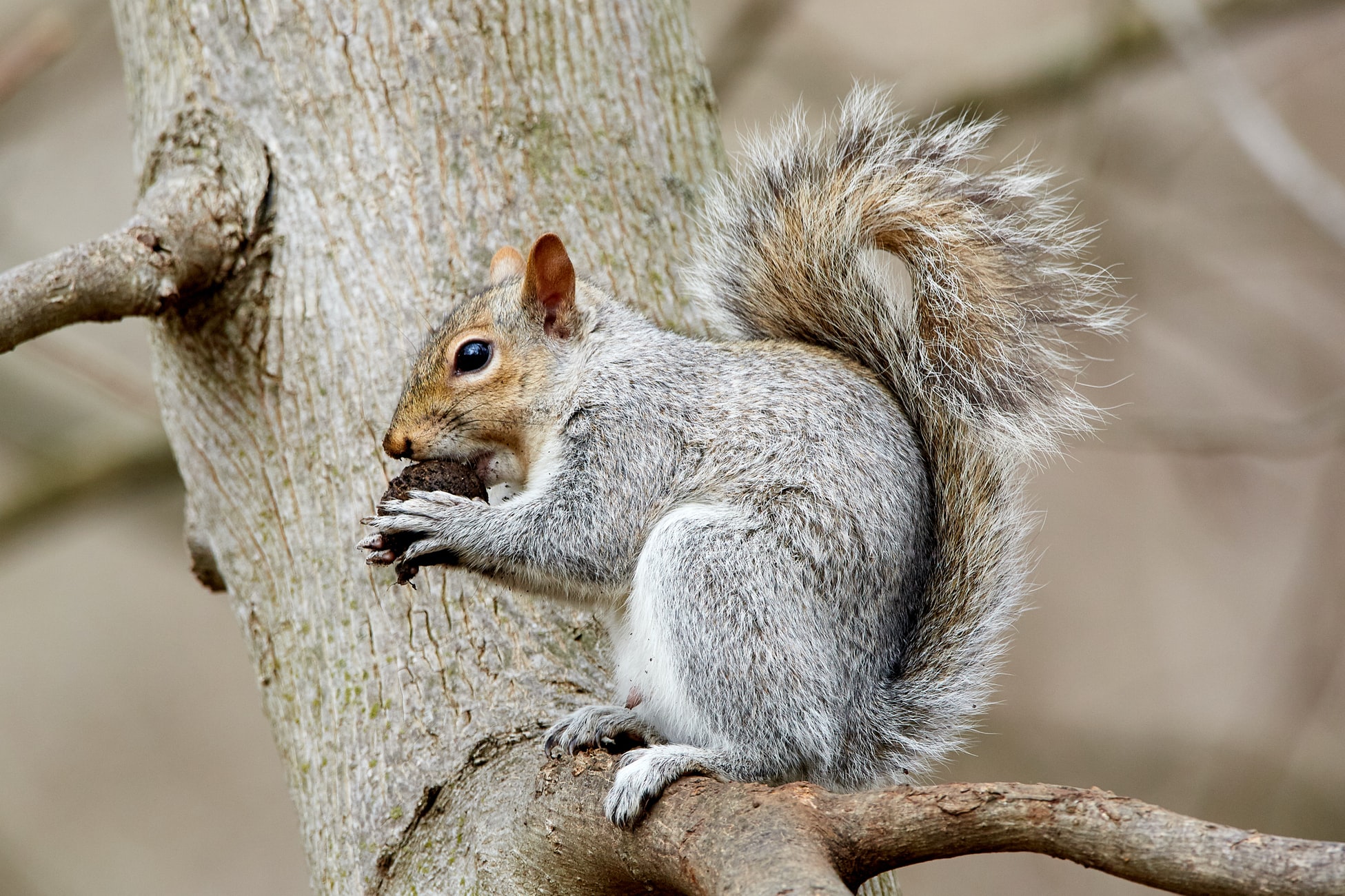 Premiere Pest Patrol in Edmonton can help you address Squirrel infestations
